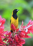 Black-cowled Orioleborder=